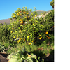 Mazo / Tigalate, La Palma: Casa Volcanes Ferienhaus Kanarische Inseln, La Palma, Teneriffa, El Hierro.